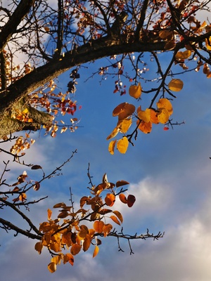 Herbstlicher Birnbaum