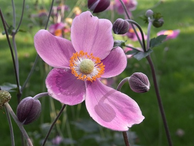 september anemone