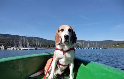 Rocky im Ruderboot