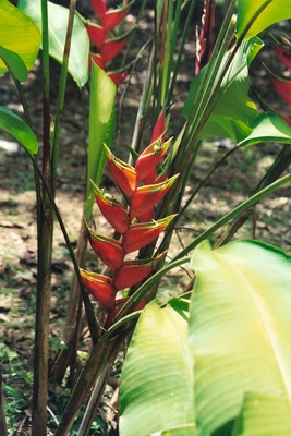 Heliconia