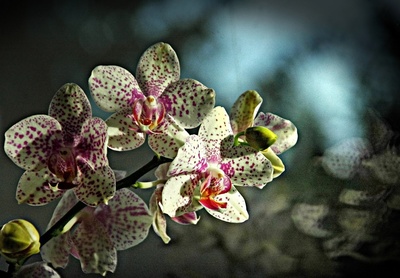 Orchidee vor dem Fenster