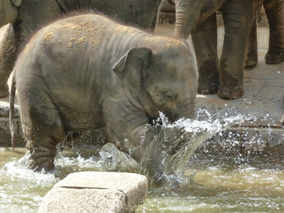 Badender Elefant im Zoo Hannover 2011