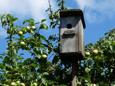 Vogelhaus im Apfelbaum