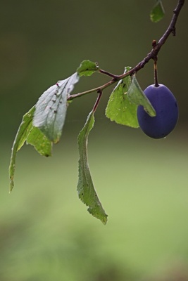 Zwetschgenbaumblau