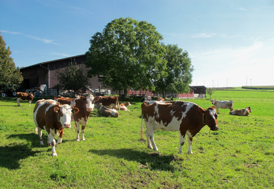 Rinder vor Bauernhaus