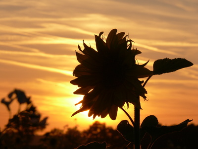 Sonnen Blume