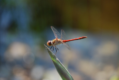 Rote Libelle