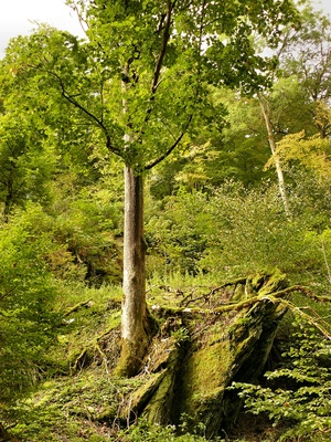 "Der Felsenbaum"