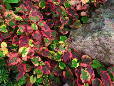 Herbst im Garten