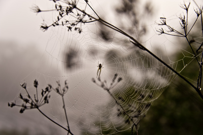 Spinne im Morgentau