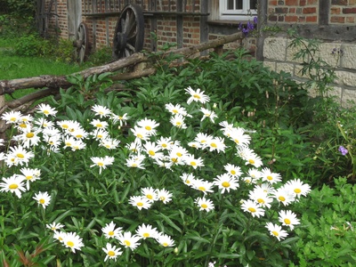 Bauerngarten