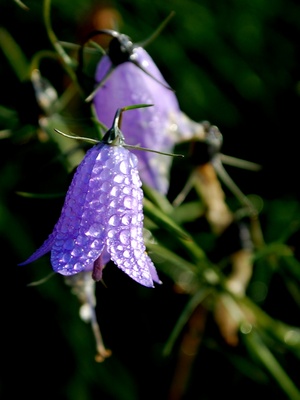 Tauglockenblümchen