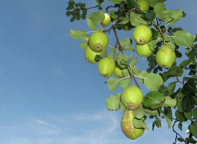 Direkt vom Baum