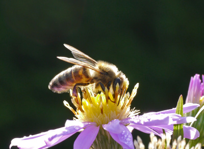 Honigbiene im Gegenlicht