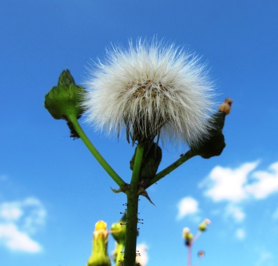 Blüte zwischen Knospen