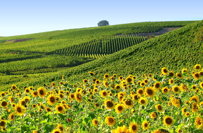 Weinberge und Sonnenblumenfeld