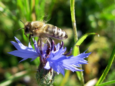 Biene auf Kornblume