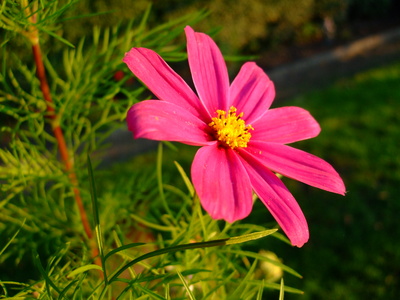 Blüte der Cosmea