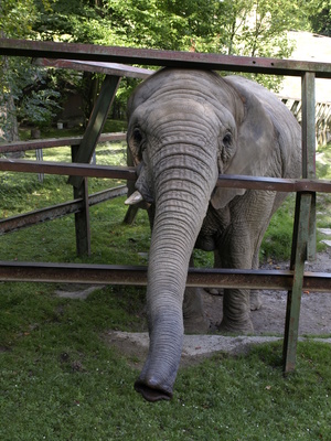 Elefant im Opelzoo
