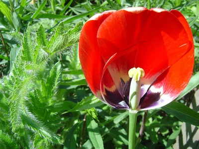 Tulpe mit Mohnblättern