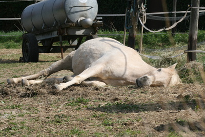 schlafendes Pony