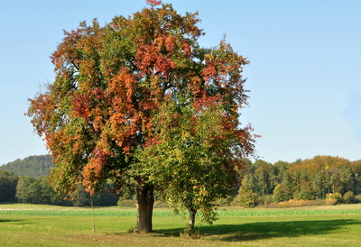 Baum und Bäumchen im Herbst