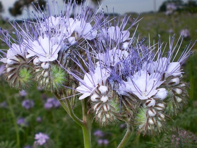 bienenweide (phacelia)