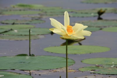 Blüte der amerikanischen Lotuspflanze