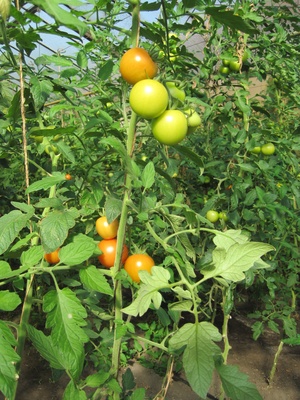 Tomatenplantage