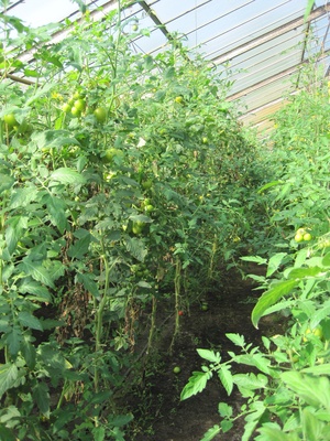 Tomatenplantage 2