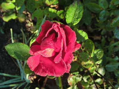 Rose nach einer frostigen Nacht