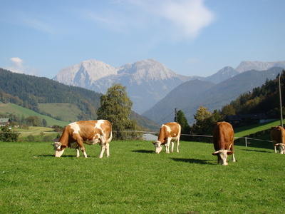 Kühe auf der Almweide