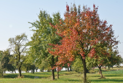 Obstbaumwiese im Herbst