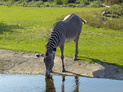 durstiges Zebra