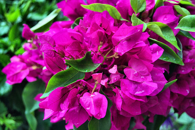 rosa Blütenblätter