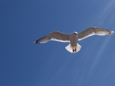 Möve vor Büsum