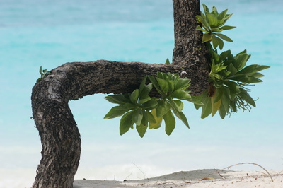 Strandpflanze auf den Malediven1