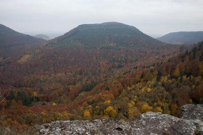 Herbstwald