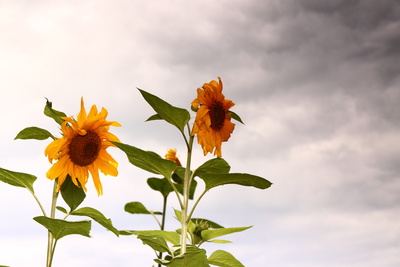 Die Sonnenblume und der Herbst