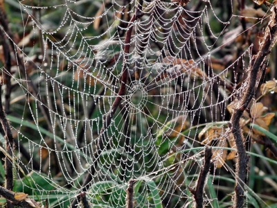 Perlencollier-Natur