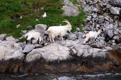 Ziegen im Fjord