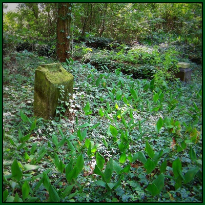 alter Waldfriedhof