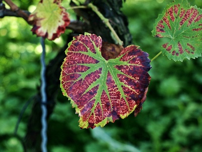 Herbstlich-rotes Weinblatt