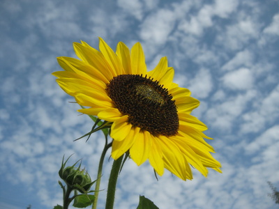 Der Sonne entgegen