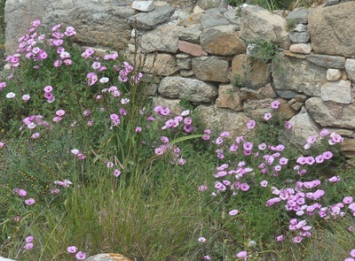 Blumen vor antiken Mauern
