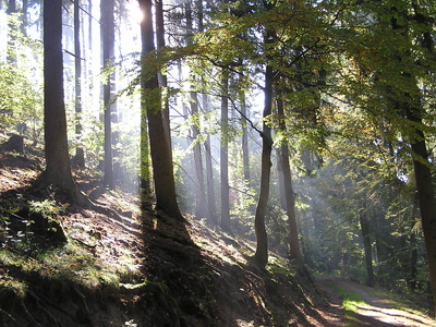 Sonnenaufgang im Tannenwald