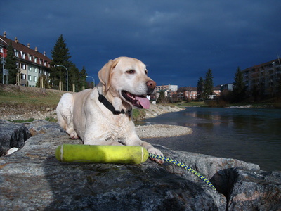 Labrador Benji 2011