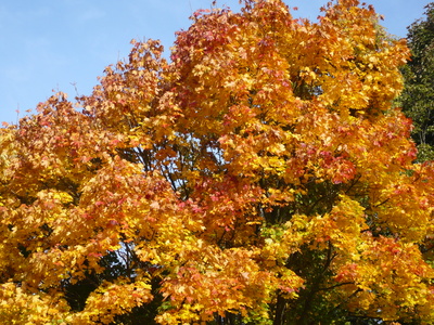 Herbstbaum