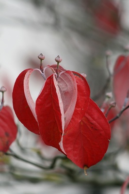 herbstfarben