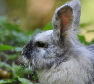 Kaninchen im Profil